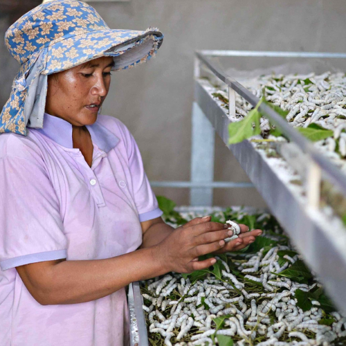 Làng Nghề Trồng Dâu Nuôi Tằm Lâm Đồng